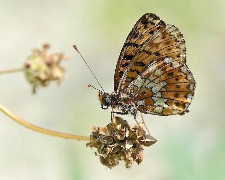 small pearl-bordered fritillary